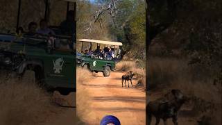 Wild Dog next to safari wildlife africa shortsfeed viralvideo [upl. by Nnyleuqcaj]