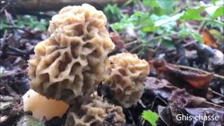 Comment trouver vos belles morilles et morillons en 2023 [upl. by Dahcir]