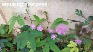 Growing Mimosa Pudica from Seeds Makahiya Chhuimui Lajwanti Shy Plant Collecting seeds [upl. by Vidda45]