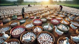 Free Range Duck Farming  Egg Collection and Egg Duck Business [upl. by Nylleoj]