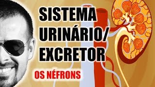 Sistema ExcretorUrinário  Néfron A unidade funcional dos Rins  Anatomia Humana  VideoAula 031 [upl. by Brendon]