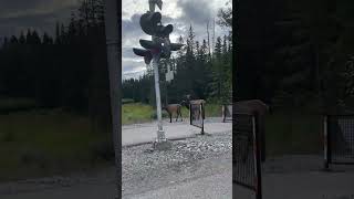 Where are we  banff canada elk [upl. by Bueschel]