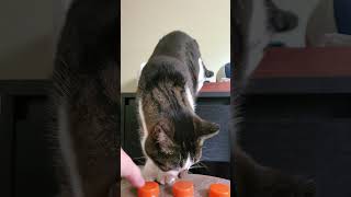 200 IQ Cat vs Carnival Games cat apexpredator cute [upl. by Clarinda]