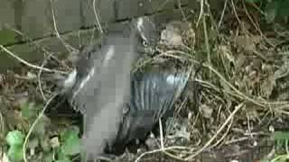 Sparrowhawk attacks a Magpie in Sussex [upl. by Heid]