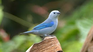 Bluegrey Tanager in Guatemala [upl. by Edniya]