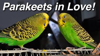 Parakeets Budgerigar Budgie Sex Making Love Mating Coitus Copulation Procreation Intercourse [upl. by Canty]