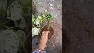 How to grow Texas sage plant from cutting youtubeshorts shorts trending [upl. by Gunn]