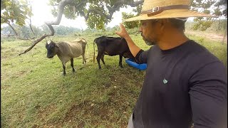 Iniciando uma engorda com três Vacas no cocho [upl. by Chelsy]