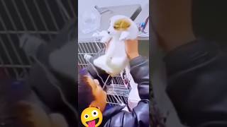 Funny entertainment😂🤣 shorts video shortsfeed funnybvideo entertainment shorts viralvideo [upl. by Hallam321]