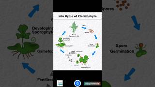 Life Cycle of a Pteridophyte Fern  NEET ke dosto ke sath share karo fata fat [upl. by Eihtur]