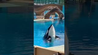 Orca encounter at Seaworld Orlando [upl. by Svoboda358]