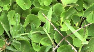 MEDICINAL PLANTS  1 Centella asiatica L Urban APIACEAE By Dr Magadi R Gurudeva [upl. by Ateiluj]