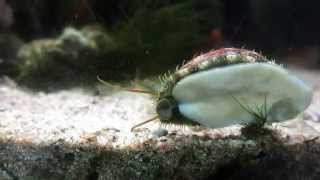 Acquario Marino Mediterraneo coppia di gamberi Brachycarpus biunguiculatus [upl. by Akit]