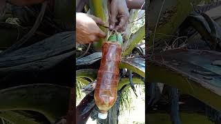 Toddy Best Source Making Coconut Toddy Highlights3 coconutwine amazingskills [upl. by Hgieleak651]