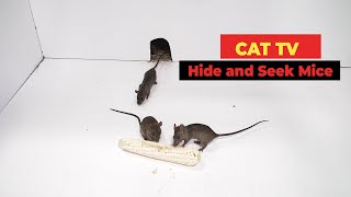 Cat TV 🐀 Mice for Cats to Watch with Sound [upl. by Changaris248]