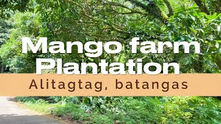 VA6824 Residential farm lot 6962 sqm mango plantation along the road  batangas Philippines [upl. by Bradlee790]