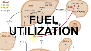 Metabolic Fuel amp Starvation [upl. by Anaili147]