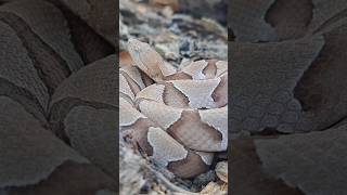 Agkistrodon Contortrix Copperhead Please dont forget to subscribe venomous reptiles [upl. by Ocsinarf]