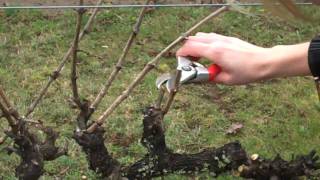 Spur Pruning Grapevinesmp4 [upl. by Bordie]