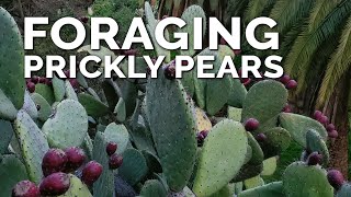 Survival Foraging for Prickly Pear Fruits [upl. by Ailaht]