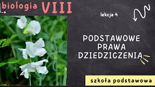 Biologia 8 Lekcja 4  Podstawowe prawa dziedziczenia [upl. by Chapman]