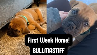 Bullmastiffs Grow Fast found old videos from first week home [upl. by Adhern]