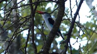 Woodland kingfisher calling [upl. by Araed171]