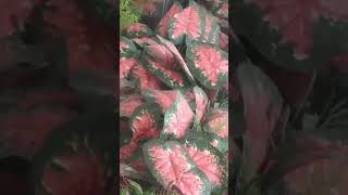 CALADIUM lenlineofwvlog0601 [upl. by Maddocks250]