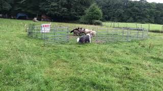 Training with bearded collie Einstein for FCI Trial  Pen [upl. by Elatia]