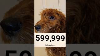 😱PUPPY NEEDS 1 MORE SUBSCRIBER FOR 600000😱 shorts puppy dog [upl. by Irotal296]