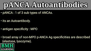 pANCA Antibody  Anti Neutrophilic Cytoplasmic Antibody [upl. by Luap372]