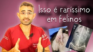 Hérnia perineal em gata  Casos de rotina cirúrgica da residência veterinária 7 [upl. by Rol290]