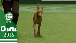 Whippet wins Hound Group Judging  Crufts 2016 [upl. by Baxter184]