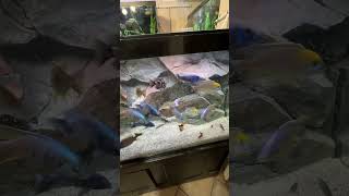 Feeding the cichlid show tank 🐟cichlid malawicichlids africancichlids [upl. by Sirej]