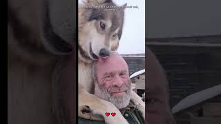 A family adopted an abandoned wolf cub and then wolf loveanimals shorts [upl. by Eiuqnom]