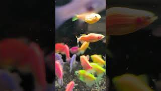 IKAN GLOFISH PERLU DI JEMUR  petfish ikan freshwaterfish ikanhias glofishtetra aquascape [upl. by Anived]