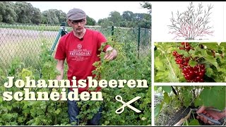 Rote und weiße Johannisbeeren Ribisel schneiden Gartentipp Juli 0703 [upl. by Zack]