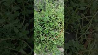 ব্রাহ্মীBacopa monnieri nature beautiful beauty amazing green medicine food plants love [upl. by Annadiana30]