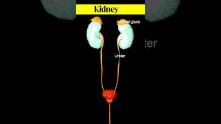 Excretory system animation shorts [upl. by Namielus]