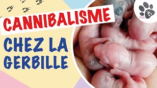 Pourquoi Maman Gerbille Mange Ses Bébés   Gerbille Portée Surprise [upl. by Geno]