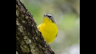 Yellow  breasted Chat [upl. by Neik]