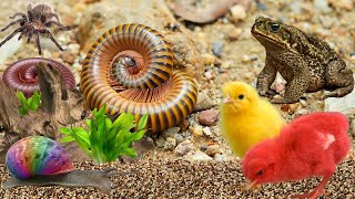 Amazing Giant Millipedes Hunt Snails insects Catch Cute Chicken hamster frog [upl. by Nairret]