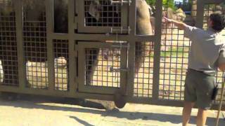 Elephant insider tour  Busch Gardens Tampa Bay [upl. by Asiat58]