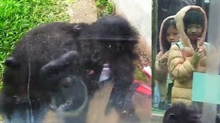 Heartwarming Bond Chimpanzees Interact with Kids 💞暖心時刻：黑猩猩和小朋友的有愛互動！ [upl. by Brody726]