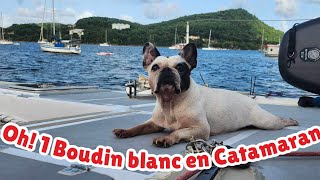 26 Un Bouledogue Français en Catamaran … [upl. by Le783]