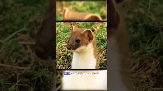 Stoat hypnotization sciencefacts science animals [upl. by Lester337]