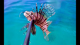 How to Safely Clean and Cook Lionfish  Spearfishing Venomous Lionfish for Dinner [upl. by Elwyn613]