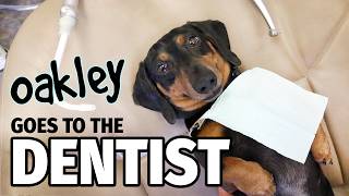 Ep 12 Oakley Goes to the DENTIST  Cute Dachshund Video [upl. by Yllrebmik202]