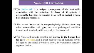 Lecture 10 Medical Helminthology Phylum Nematoda [upl. by Ulphia]