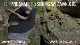 Flipping Snakes and Shining Salamanders [upl. by Linetta]